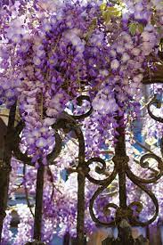 Adding further color to your yard are the purple leaves that some cultivars sport. Climbing Vines Let S Go Vertical Central Virginia Home Magazine