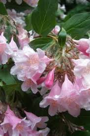 Amazon Com 10 Beauty Bush Beautybush Kolkwitzia Amabilis Flower Shrub Bush Seeds Shrub Plants Patio Lawn Garden