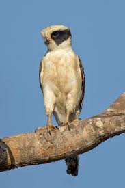 Bird That Sounds Like A Baby Crying Pin On All Creatures