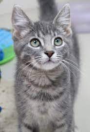 Hi I M Smudge I M A 3 Month Old Gray Blue Or Silver Tabby Domestic Short Hair Grey Tabby Cats Grey Kitten Cats