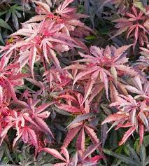 Leur effet décoratif dure des années, on peut facilement garnir leur pied et ils sont d'un entretien facile. L Erable Du Japon Conseils De Plantation Et D Entretien Truffaut