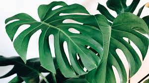 The genus is named from the latin word for monstrous or abnormal. Trendwatch The Monstera Leaf Amex Essentials