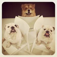 Playing Musical Chairs With Charlie The Chow Chow And Morrie The Bulldog Padgram Bulldog Doggy French Bulldog
