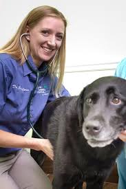 The professional and courteous staff at. Island Animal Hospital At Viera Merritt Island Veterinary School Animal Hospital Veterinarian
