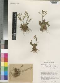 Image result for Crepidorhopalon goetzei