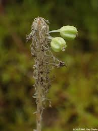 Image result for Malaxis