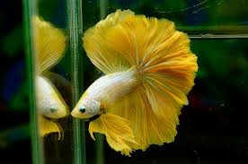 Yellow Gold Dragon Betta Beautiful Fish Betta Fish