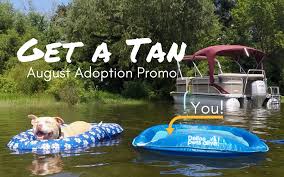 Adopting a pet is a fun experience with us! Get A Tan This Summer With Our August Adoption Promo Dallas Pets Alive
