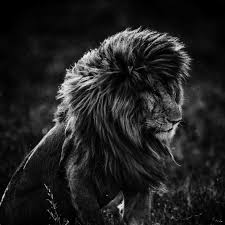 Beautiful Black And White Animal Photography Striking Black And White Wildlife Photography By Laurent Baheux Animals Wild Animals Animals Beautiful