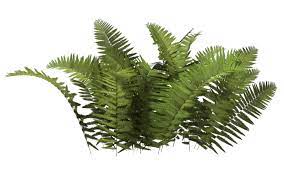 Download Png Image Bush Png Image Tree Photoshop Plants Photoshop Images