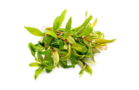 Image result for Nesaea erecta