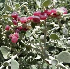 Image result for Rhagodia