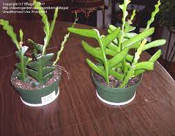 Fishbone cactus/ric rac cactus is looks like fish skelton bone. How To Plant Ric Rac Cactus