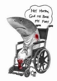 Some people will try and tell you that eating shark is bad for you. I M Against The Consumption Of Shark S Fin But I Would Still Eat It If Placed In Front Of Me Here S Why Mothership Sg News From Singapore Asia And Around The World