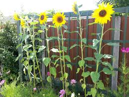 25 Beautiful Sunflower Backyard Design For Your Garden Ideas Backyardideas Sunflowerbackya Planting Sunflowers Flower Garden Design Garden Design