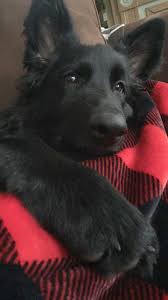 4 Month Old Black German Shepherd Puppy Germanshepherdpuppy Black Dog Day Black German Shepherd Puppies Cute Puppies