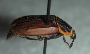 Image result for Epistemma neuerburgii