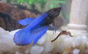 Back there are many names for the particular betta color patterns but most are variations of blue and/or red colors. Veiltail Betta Female Vang Bettas