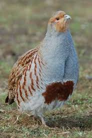Birds With Red Heads Uk Gray Partridge Aka English Partridgde Aka Hungarian Partridge Aka Hun Perdix Perdix Gray Brown Ground Bird With Rufous Grey Partridge Game Birds Pet Birds