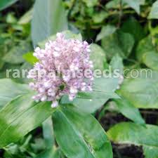 Image result for Floscopa africana