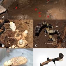 Image result for Sarcophyte piriei