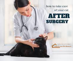 How To Take Care Of Your Cat After Surgery Cat Health Care Cats Cat Diseases