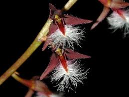 Image result for Platysepalum