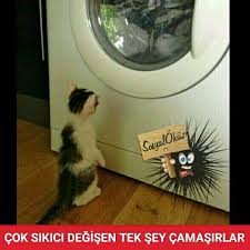 Hayat Sevince Paylasinca Guzel Sosyalokuz Okuz Pazartesi Kanka Makina Kedi Kediler Kedicik Korku Komik Hayvanlar Cok Sirin Hayvanlar Kedi Esprileri