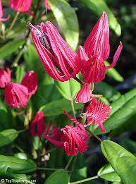 Image result for Embelia multiflora