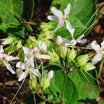 Image result for Clerodendrum umbellatum