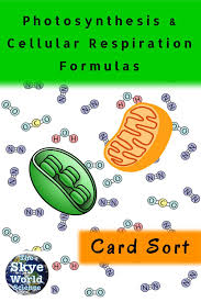 Card Sort Photosynthesis Cellular Respiration Formulas Photosynthesis And Cellular Respiration Cellular Respiration Sorting Cards