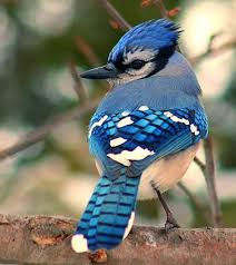 Birds That Look Like Blue Jays But Are Black Pin On Birds