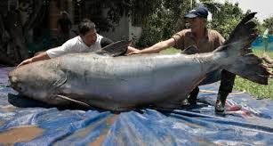 Jika kamu salah satu di antaranya, maka kamu wajib menyimak rekomendasi ikan hias. Ikan Terbesar Air Tawar Dari Jenis Catfish Myrokan