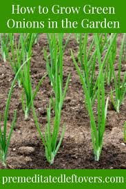 When they're dry, transfer them to freezer bags and place them in the freezer. How To Grow Green Onions Tips For Planting Caring For And Harvesting Green Onions