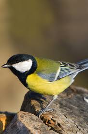 Image result for Kohlmeise vogelhouse