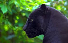 A jaguar resembles leopard, but is larger and has a somewhat shorter tail. Wallpaper Predator Panther Jaguar Profile Images For Desktop Section Koshki Download