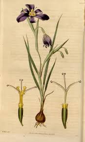 Image result for Zygotritonia