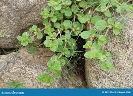 Image result for Alternanthera pungens