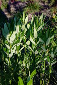 Image result for Fadogia gossweileri