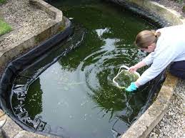 You will have to clean up the remains of the algae, as the barley straw or barley straw extract will not digest or breakdown the algae. As Beautiful As They Are Garden Ponds Require Maintenance To Look Their Best Doing It Properly Will Make The Proce Pond Cleaning Outdoor Ponds Ponds Backyard