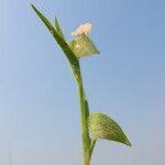 Image result for Commelina nigritana