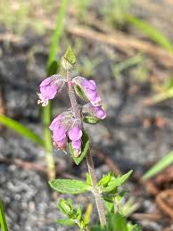 Image result for Syncolostemon elliottii