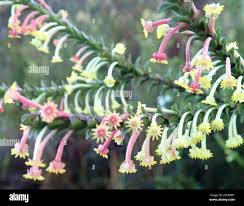 Image result for Struthiola