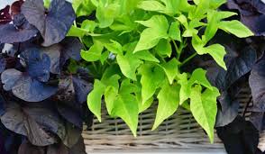 Image result for Ipomoea barteri
