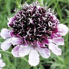 Image result for Scabiosa drakensbergensis