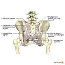 Anterior pelvic tilt and posterior pelvic tilt are very common abnormalities in regard to the orientation of the pelvis. Anatomy Of The Pelvic Girdle Physiopedia