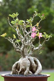 Image result for Synadenium pereskiifolium