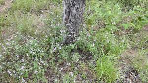 Image result for Jacquemontia paniculata
