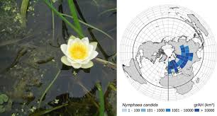 Image result for Limnophila ceratophylloides