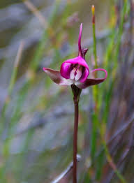 Image result for Disperis